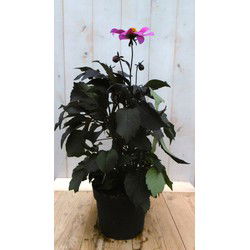 Dahlia Moonfire donkerroodblad roze bloem 40 cm