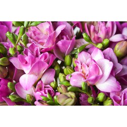 Freesia - Mix van 100 - Freesia Dubbel Mix - Bloembollen