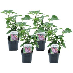 Syringa vulgaris 'Michel Buchner' sering - Set van 4 - Pot 17cm - Hoogte 25-40cm