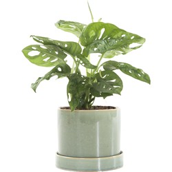 Gatenplant (Monstera Obliqua) incl. 'light green' pot