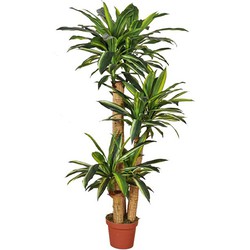 Dracaena fragrans 155 cm - Buitengewoon de Boet