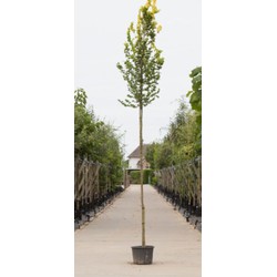 Goud iep hoogstam Ulmus hollandica Wredei h 250 cm st. omtrek 6 cm st. hoogte 170cm