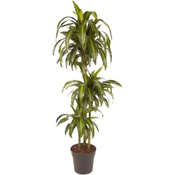 Dracaena fragrans 'Hawaiian Sunshine' - Pot 24cm - Hoogte 130-140cm