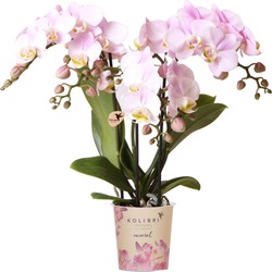 Kolibri Orchids | Roze phalaenopsis orchidee - Portugal - potmaat Ø9cm | bloeiende kamerplant - vers van de kweker