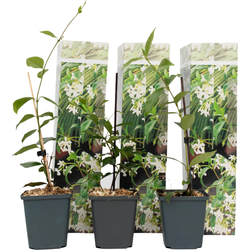 Jasmijn - Set van 3 - Trachelospermum jasminoides - Hoogte 25-40cm - ⌀9cm