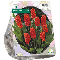 Arum Italicum per 5 bloembollen