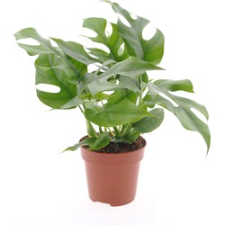 Rhaphidophora Tetrasperma - Monstera minima - Pot 12cm - Hoogte 20-30cm