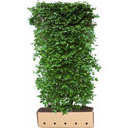 Cornus mas 200 cm
