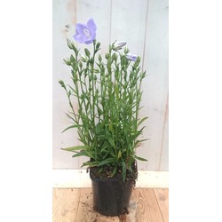 5 stuks - Campanula staand blauw