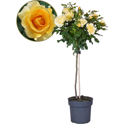 Stamroos - Rosa palace ‘Mysore’ - Hoogte 80-100cm - ⌀19cm
