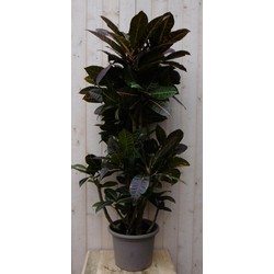 Kamerplant Croton 120 cm