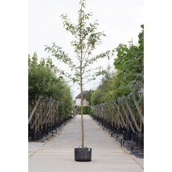 Dubbelbloemige sierkers Prunus a. Plena h 350 cm st. omtrek 12 cm