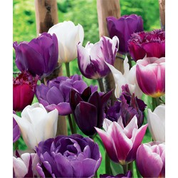 Tulipa Blueberry - Mix van 40 - Tulp - Bloembollen voor Tuin, Terras of Balkon