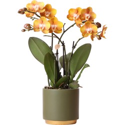 Kolibri Orchids | Oranje Phalaenopsis orchidee Las Vegas in groene Gold Foot sierpot -  Ø12cm