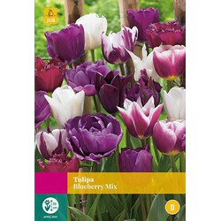 3 stuks - Tulipa Blueberry mix 12 bollen