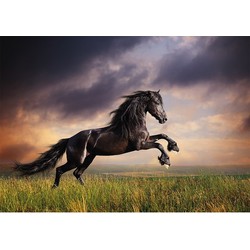 Dieren kinderkamer poster galopperende zwarte hengst / paard 84 x 59 cm - Posters