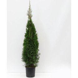 Thuja occidentalis smaragd 125-150 cm