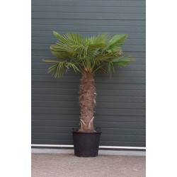 Chinese waaierpalm Trachycarpus Fortunei h 190 cm st. h 100 cm