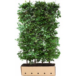 Fagus sylvatica 150 cm - Quickhedge