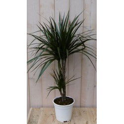 Kamerplant Drakenbloedboom Dracaena Marginata smal blad Groen 60 cm