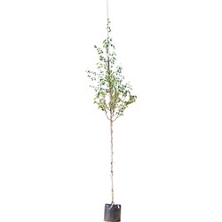 2 stuks! Witte himalaya berk Betula ut. jacquemontii h 250 cm st. omtrek 8 cm boom