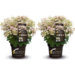 Hydrangea paniculata '(S)witch Ophelia' - Set de 2 - Pot 19cm - Hoogte 30-40cm