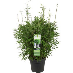 Hello Plants Fargesia Moontears Boobux - Ø 29 cm - Hoogte: 70 cm - Bamboe Plant