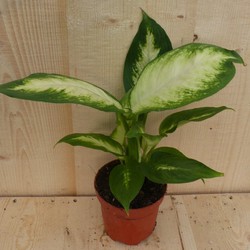 Dieffenbachia Klein - Warentuin Natuurlijk