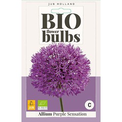 3 stuks - Allium Purple Sensation 4 bollen