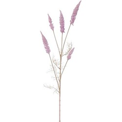 Astilbe tak pink