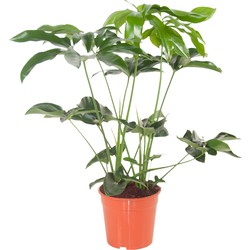 Kamerplant - Philodendron Green Wonder
