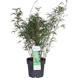 Hello Plants Fargesia Rufa - Ø 23 cm - Hoogte: 80 cm - Bamboe Plant