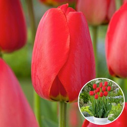 Tulipa Red Impression - Bloembollen - Set van 20 - Tulpen - Rood