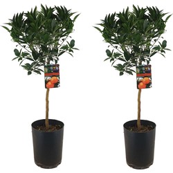 Citrus aurantium Tarocco - Set van 2 - Fruitboom - Pot 19cm - Hoogte 90-110cm