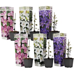 Clematis - Mix van 6 - Tuinplanten - Klimplant - Pot 9cm - Hoogte 25-40cm