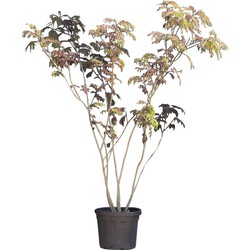 Rode Perzische slaapboom meerstammig Albizia julibrissin Summer Chocolate 325 cm