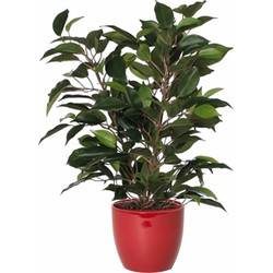 Groene ficus kunstplant 40 cm met plantenpot wijnrood D13.5 en H12.5 cm - Kunstplanten