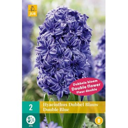 Hyacinthus dubbel blauw