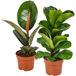 Vijgen LYRATA Baby Robusta | Vioolbladplant & Rubberboom - Kamerplanten ⌀12 cm - cm ↕30-35