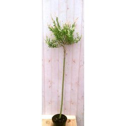 Flamingo Salix 180 cm