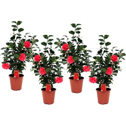 Camellia Japonica - Set van 4 - Japanse Roos - Plant - Pot 19cm - Hoogte 60-70cm