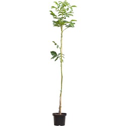 Walnotenboom Buccaneer Juglans regia Buccaneer h 225 cm st. omtrek 3 cm