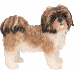 Schoothondje Shih Tzu bruin/wit beeldje 11 cm - Beeldjes