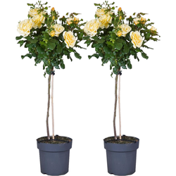 Stamroos - Set van 2 - Rosa palace ‘Mysore’ - Hoogte 80-100cm - ⌀19cm