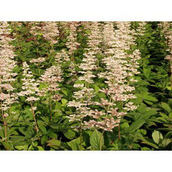 5 stuks - Rodgersia aesculifolia