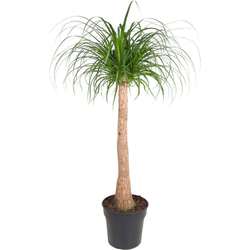 Olifantspoot - Beaucarnea 'recurvata' - Hoogte 120-130cm - ⌀32cm