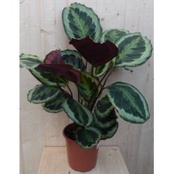 Calathea Medaillon Pauwenplant donkergroen groot blad 60 cm - Warentuin Natuurlijk