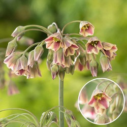 Allium Nectaroscordum Siculum - Bloembollen x30 - Sierui - Roze