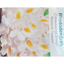 Rhododendron Madame Masson