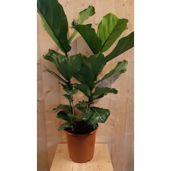 Ficus Lyrata 70cm hoog twee stelen kamerplant